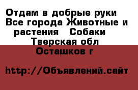 Отдам в добрые руки  - Все города Животные и растения » Собаки   . Тверская обл.,Осташков г.